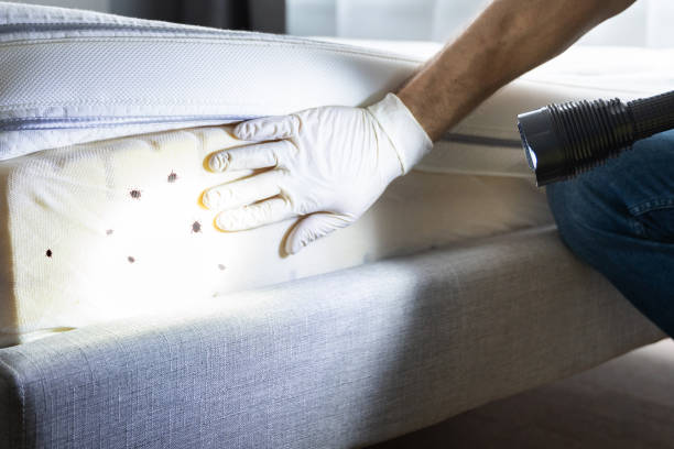 Best Ant Control Services  in Benwood, WV