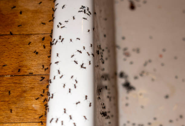 Best Affordable Pest Control Services  in Benwood, WV