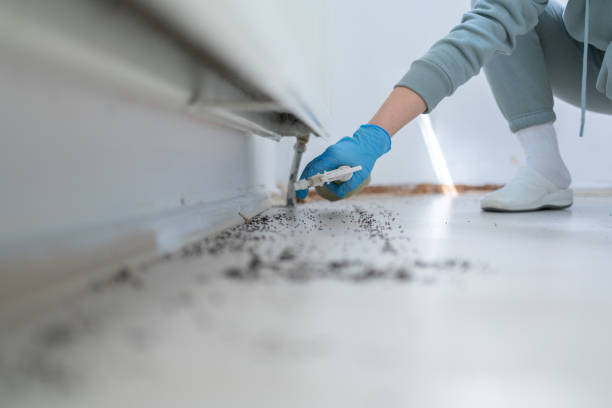 Best Ant Control Services  in Benwood, WV